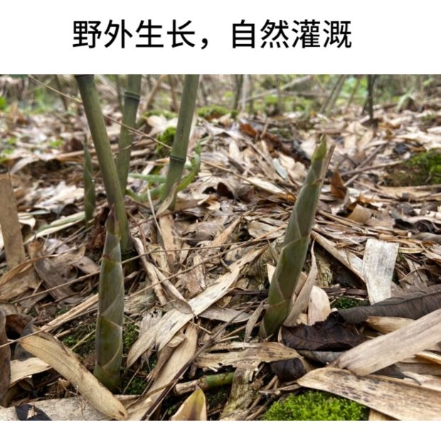 竹笋干 小竹笋农家自制特级小笋干湖南特产笋干 干货 散装小笋