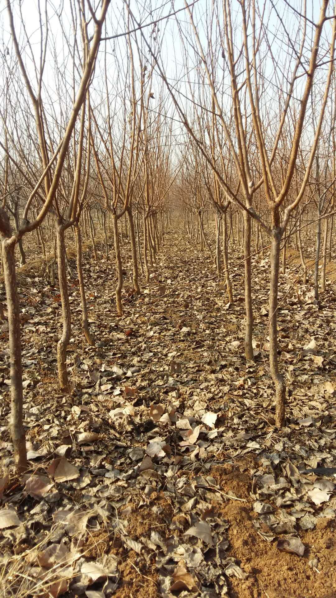 凯特杏苗  帝王大杏树苗特大凯特杏，金太阳杏适合南北方种植