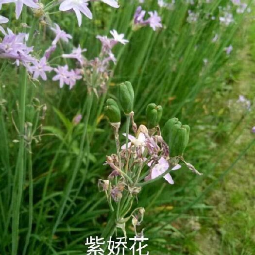 常州 紫娇花种子