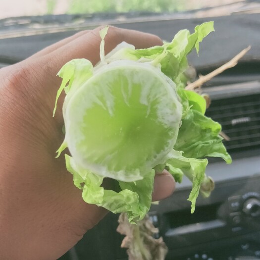 定西红叶莴笋