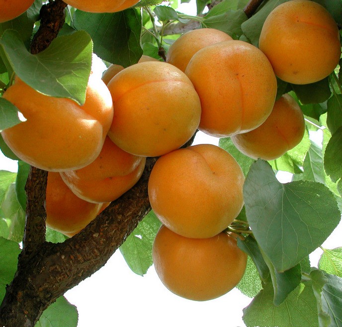 凯特杏苗  帝王大杏树苗特大凯特杏，金太阳杏适合南北方种植