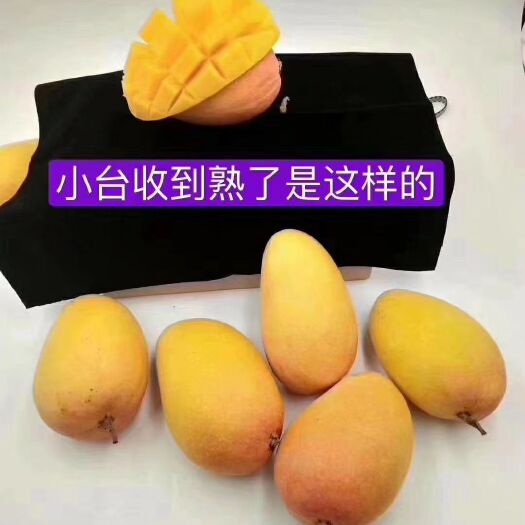 田东县台农芒 2两以下