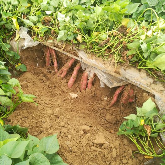 大荔县沙地红薯 干绵甜
