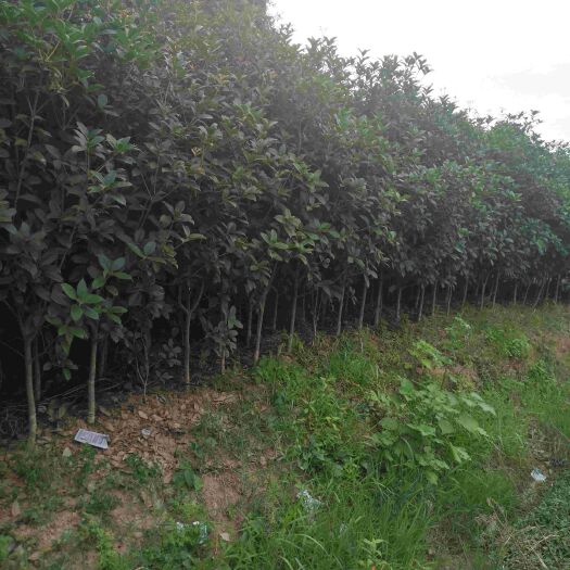 南京 3公分桂花树（金桂）