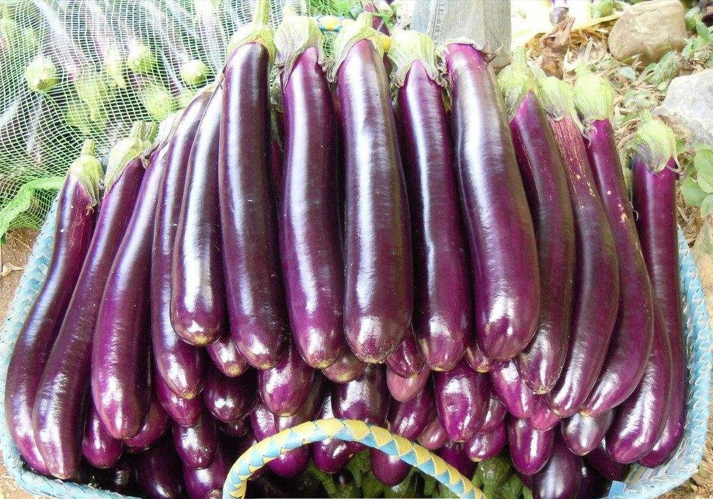 博爱县紫长茄  《商超供应》紫棒长茄，广茄大量上市供应中，自产