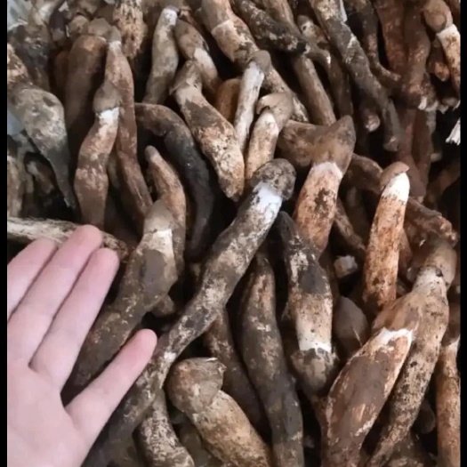 龙陵县鸡枞菌 鸡枞批发
