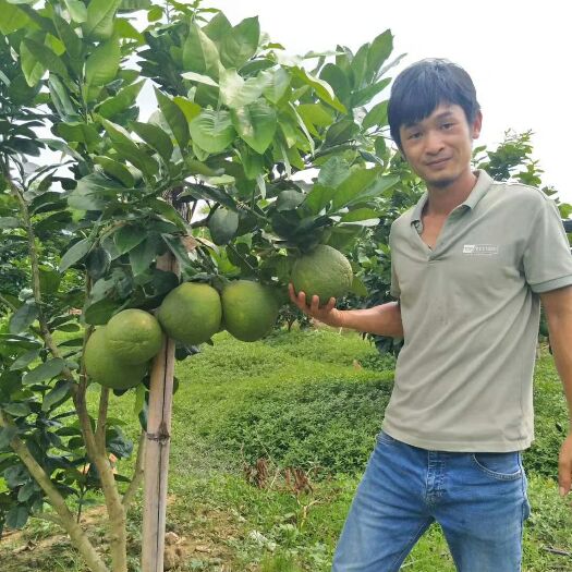 容县容县沙田柚 嫁接越南青棵，沙田柚，桂柚柚