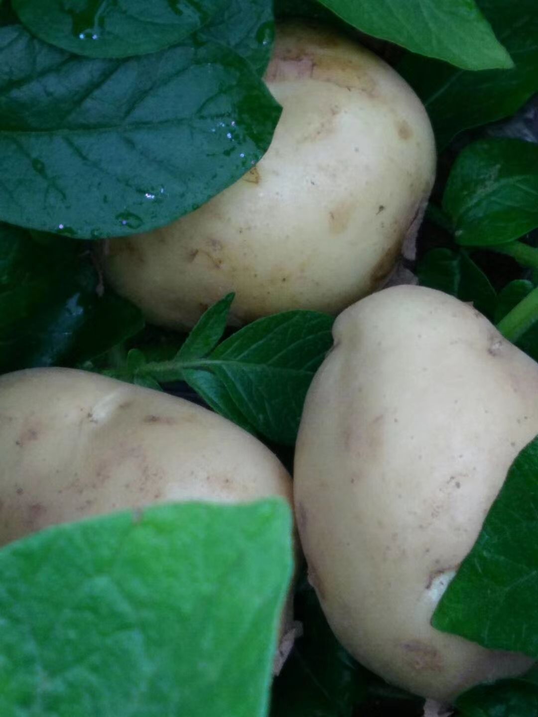 早大白土豆品种图片