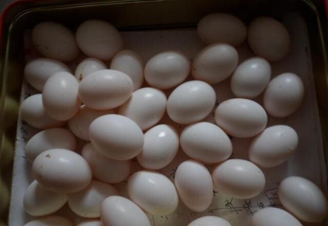 樟树市白羽王 食用 礼盒装