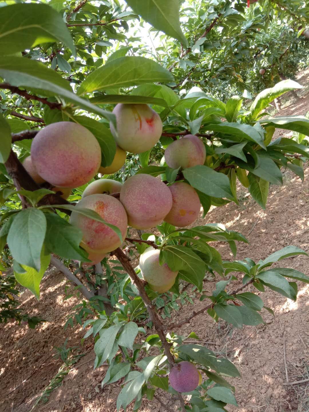 六月紫李子 50mm以上