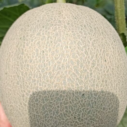 寿光市网纹瓜 2斤以上