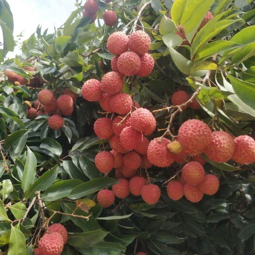 合浦县 桂味荔枝