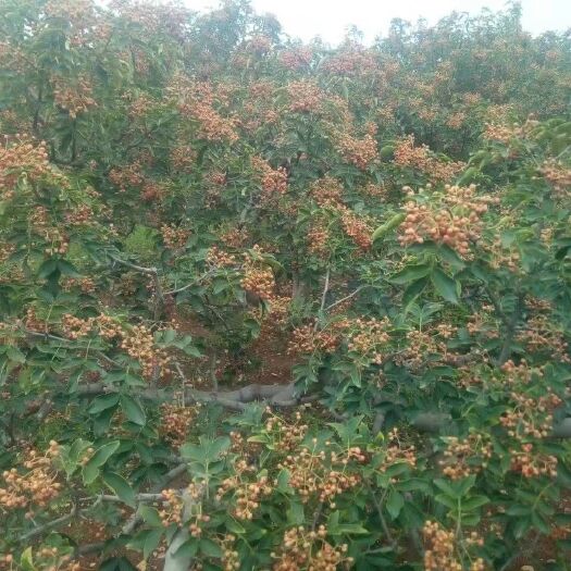 滕州市山东花椒 一级 干花椒
