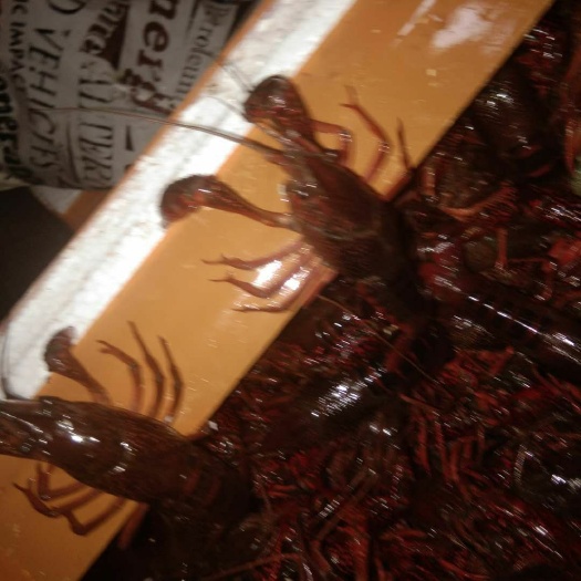 广州潜江小龙虾 潜江精品虾，个大肉嫩。现货供应中