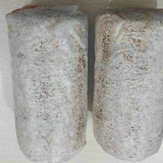 汉中大球盖菇菌种 大球盖菇原种