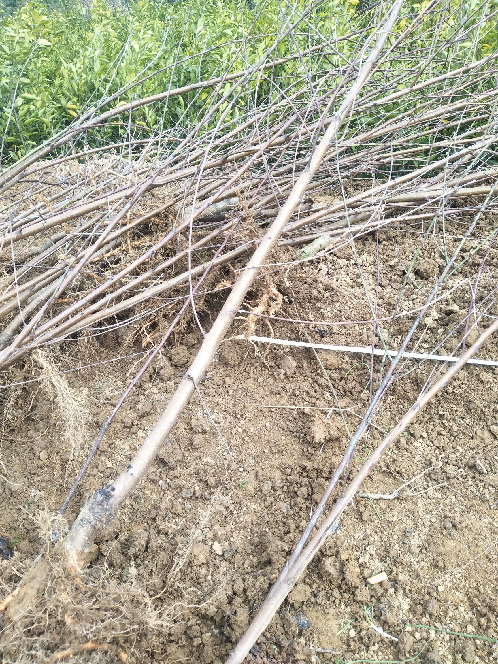 桃源县嫁接桃树苗 供各品种黄桃苗