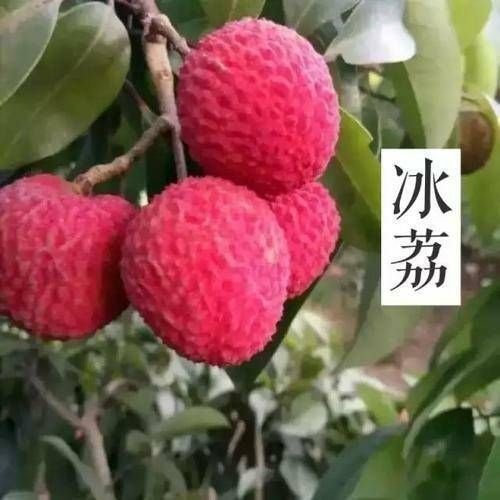 灵山县冰荔苗  冰荔 冰荔荔枝苗 2～3三年 今年种植明年结果带土带叶带营
