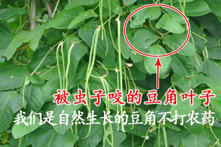  干豆角500g湖南特产农家自制干豇豆干货天然长豆角干散装