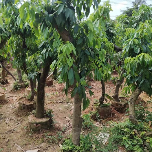 灵山县荔枝高压苗 荔枝树苗糯米糍，妃子笑荔枝妃子笑高压圈枝大苗带泥发货包邮
