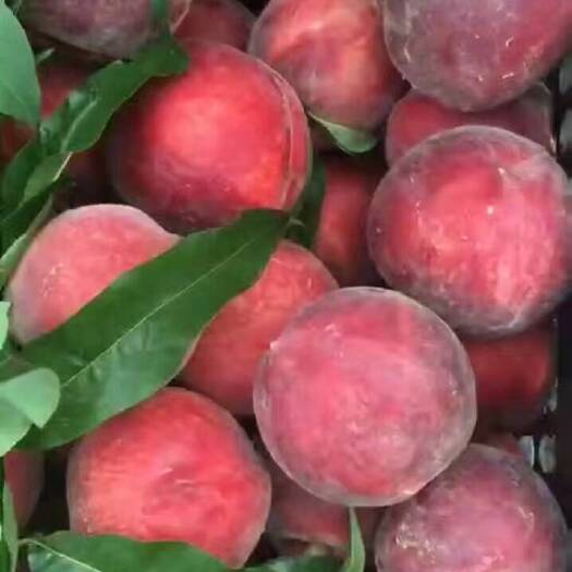 沂南县 春雪毛桃水蜜桃大量上市货源充足