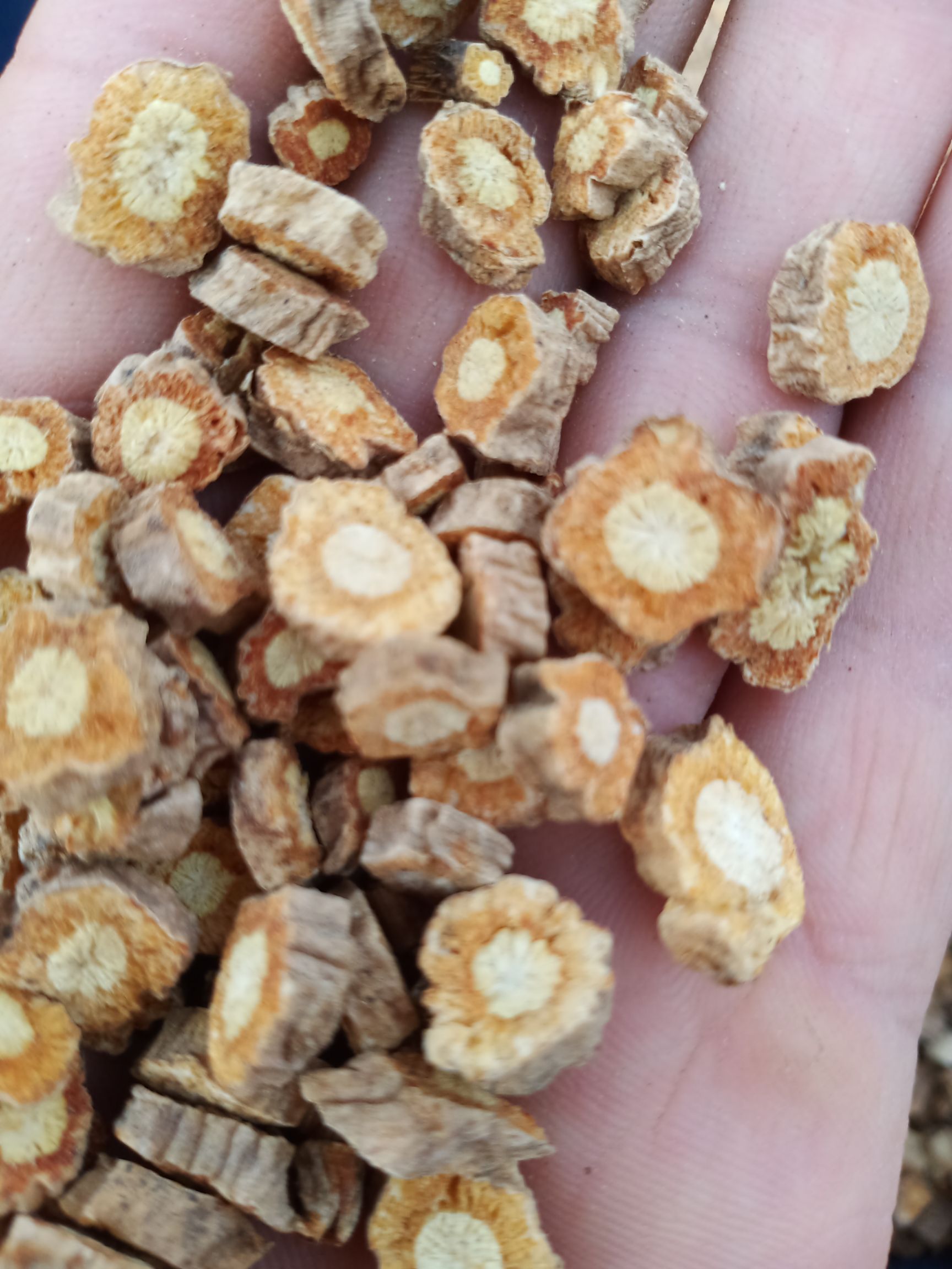  内蒙多年生家种防风含量0.68