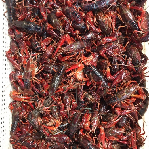 湛江清水小龙虾 清水小脚软壳虾