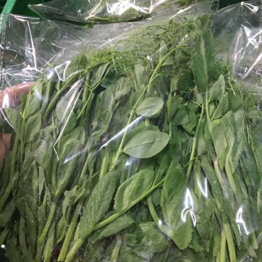 康定市豌豆苗 高原豌豆尖