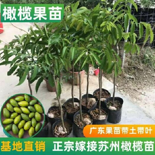 普宁市 苏州橄榄苗 橄榄苗