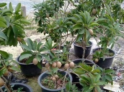 灵山县人心果苗，适合绿化庭院种植。