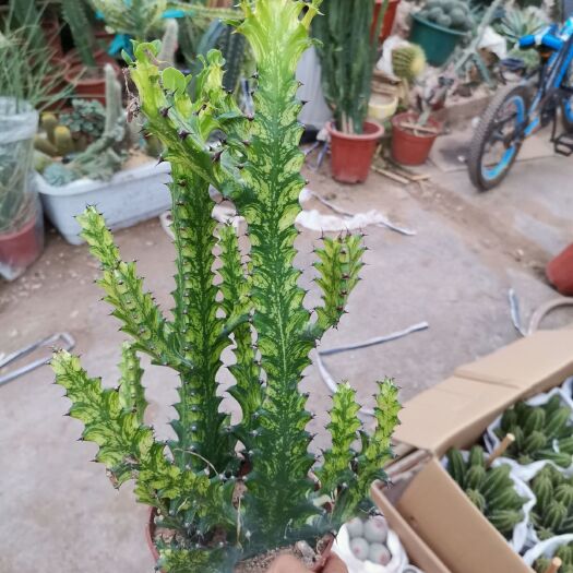 漳州 龙骨锦一箱15盆150元