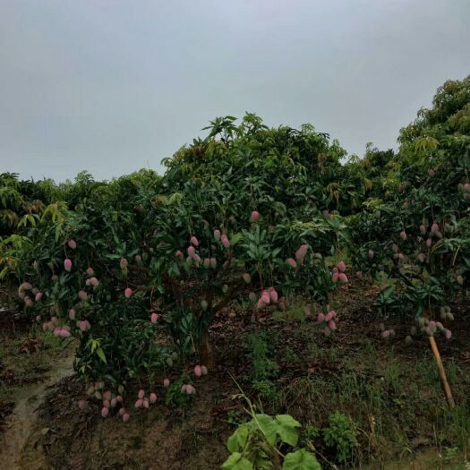 百色贵妃芒 产地直销，没有中间价，质量有保证