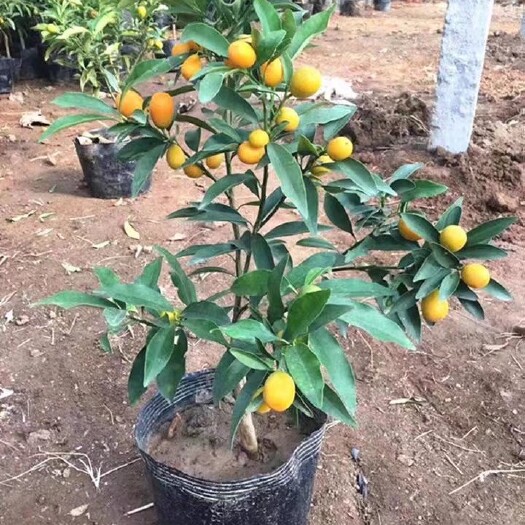 灵山县脆皮金桔苗 脆皮金桔