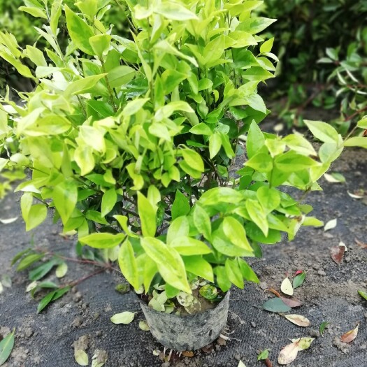 金森女贞苗 苗圃直销金森雨贞毛球大杯苗易栽好活量大从优批发供应