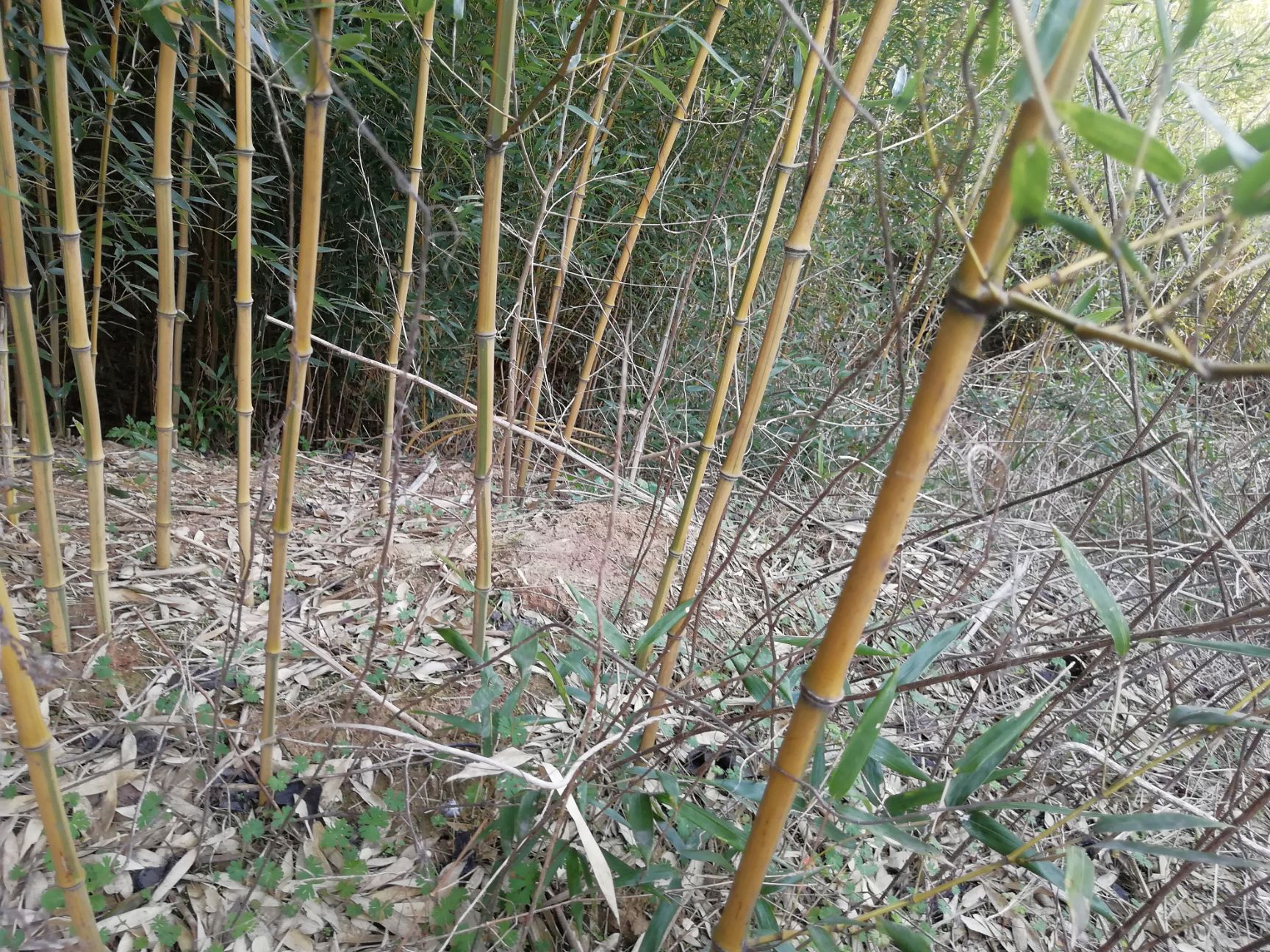 金镶玉竹  本公司常年大量供应绿化工程用竹苗，产地直销，货源充足