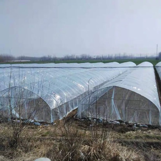 东光县养殖大棚 种植棚  养殖棚  及各种大棚配件
