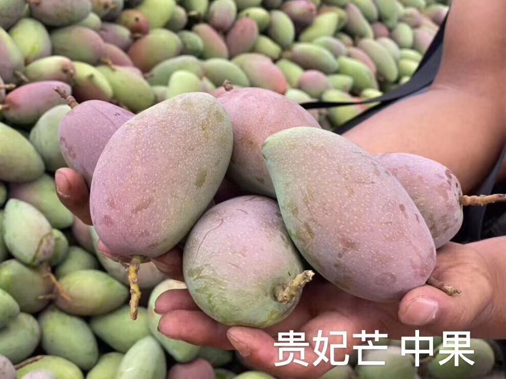 彩虹芒果贵妃芒 一件代发包邮包售后包甜现摘现发对接