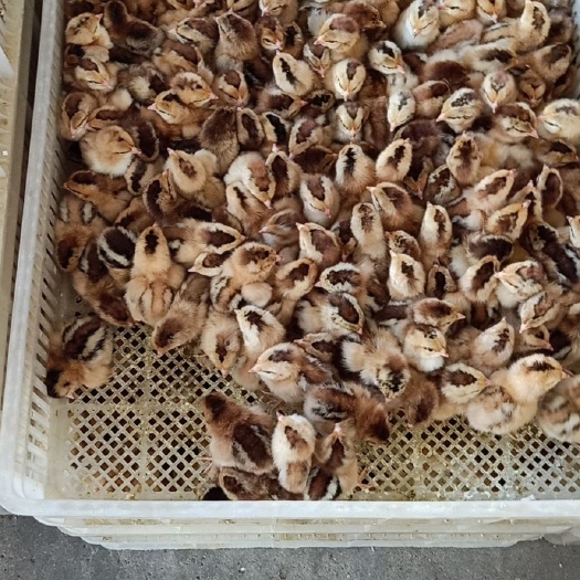 兴业县精品土鸡苗，项苗