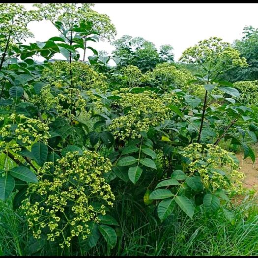 汨罗市吴茱萸苗