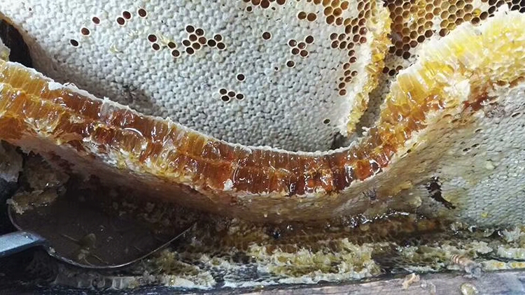 土蜂蜜