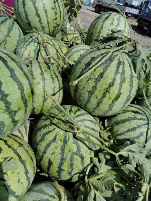 固镇县 安徽露天有籽8424西瓜大量上市