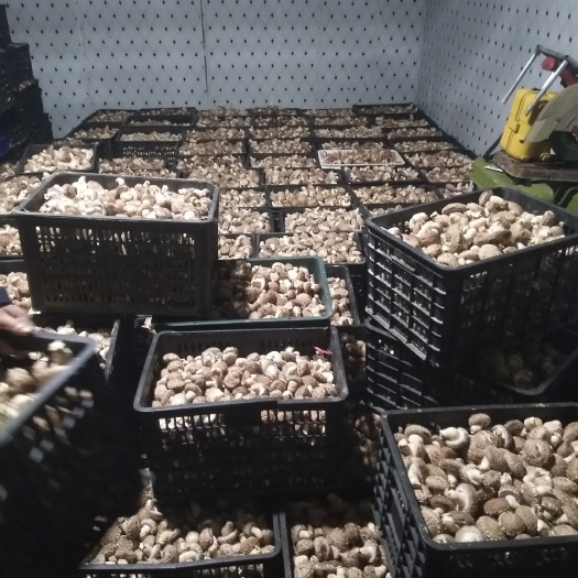 从江县 本单位大量现货香菇出售