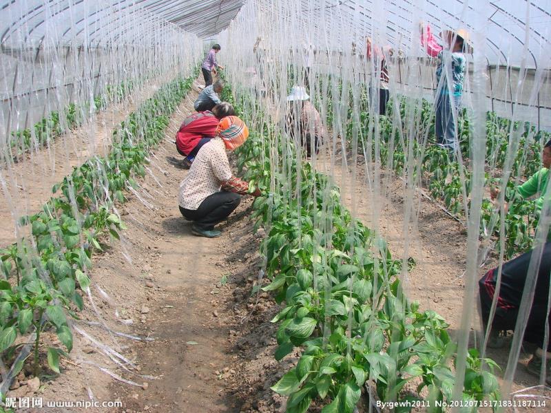  种植大棚 钢管骨架 蔬菜大棚 冷棚 暖棚 温室大棚