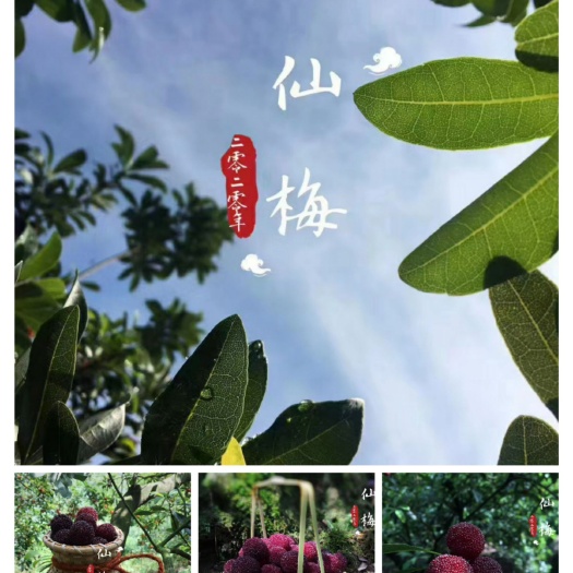 仙居县 仙居正宗高山山庄杨梅自家果园自产自销一件代发批发零售6斤起批