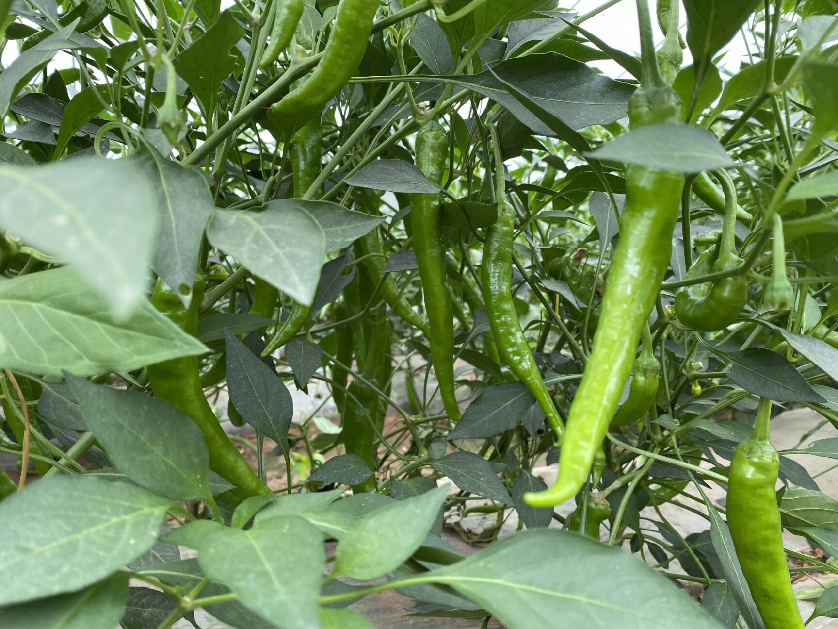 新鲜杭椒大量上市 湖北当阳合作社直供 质优价廉