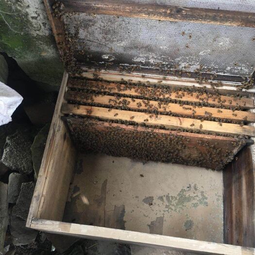新昌县中华蜜蜂 中华蜂 土蜂
