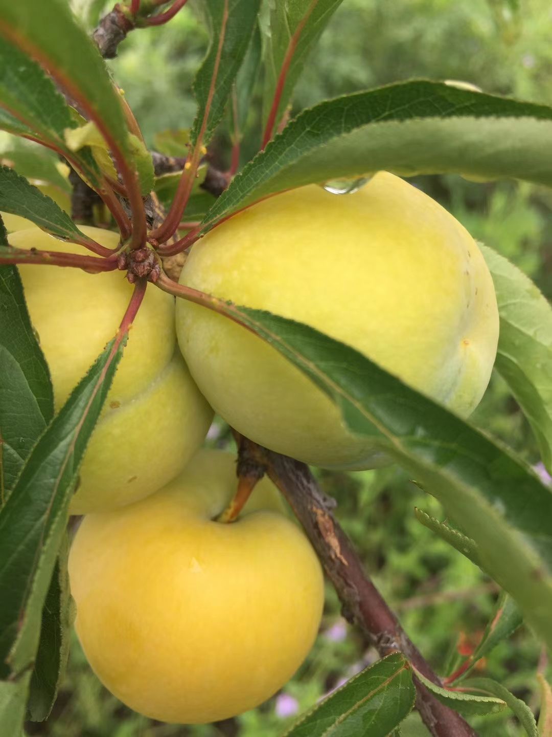 蜂糖李，香，甜，脆，蜂蜜一样的味道