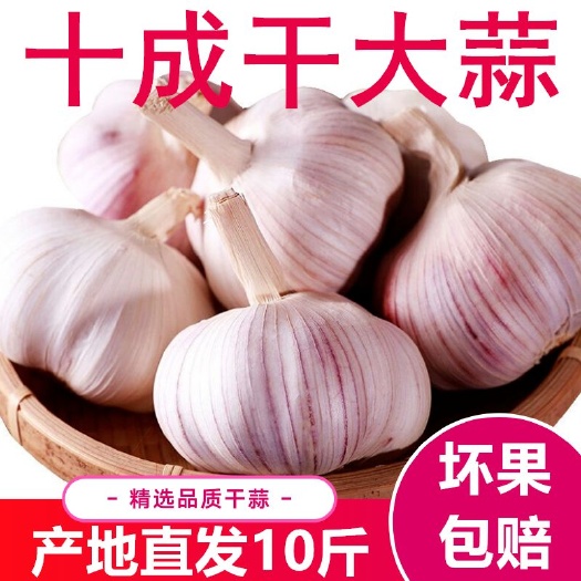 杞县杞县大蒜  2.8斤新大蒜大个头大蒜大头蒜紫白皮干蒜蒜头批发