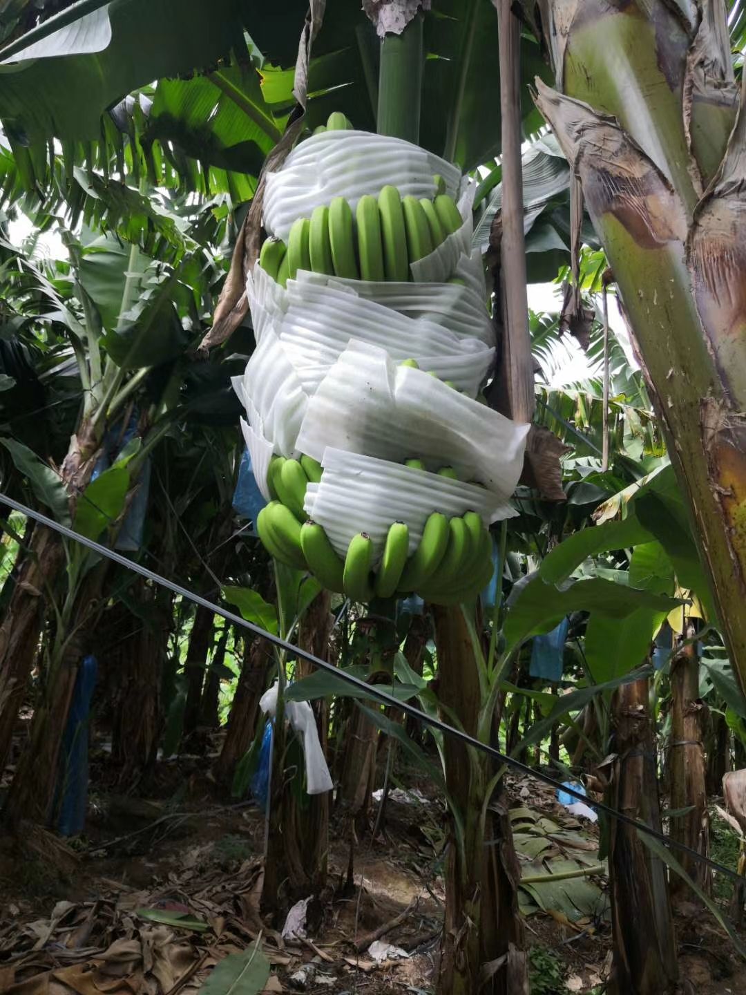  老挝香蕉