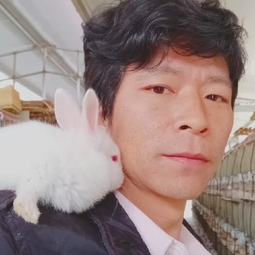 普安县肉兔  种兔，商品兔