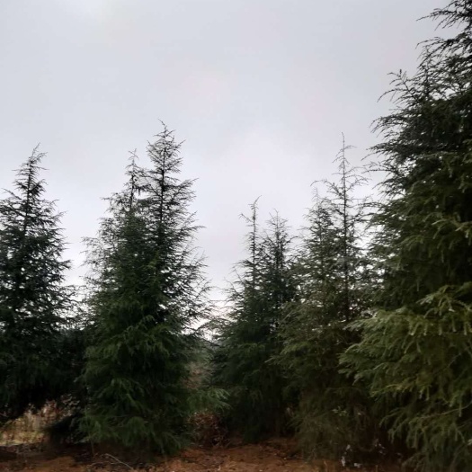 开阳县普通雪松